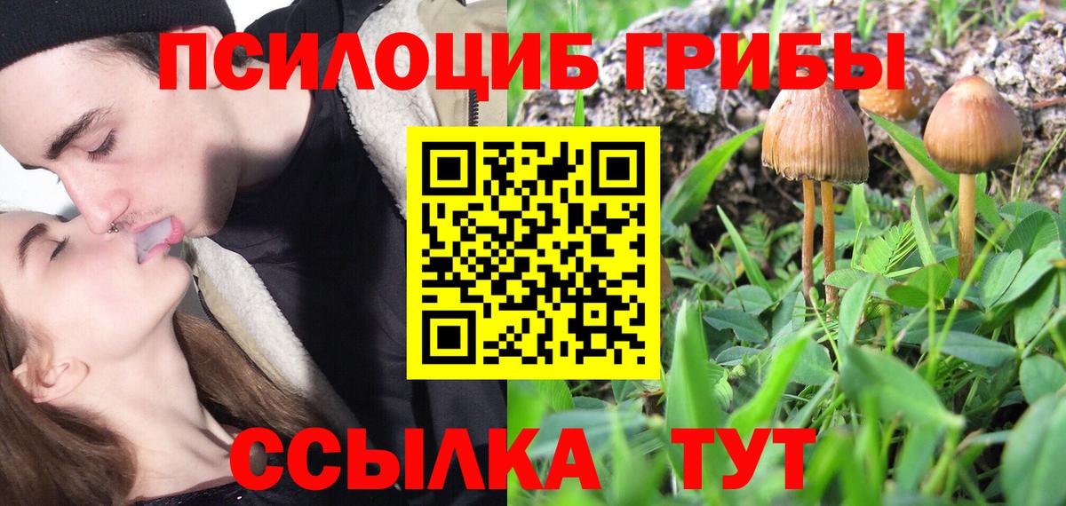 Псилоцибиновые грибы GOLDEN TEACHER  Вход с VPN  Александров  Псилоцибиновые грибы Cubensis 
